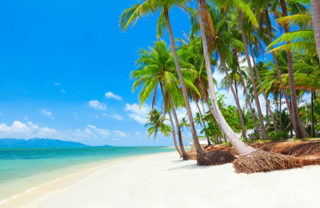 Thailand pristine beach and palm trees