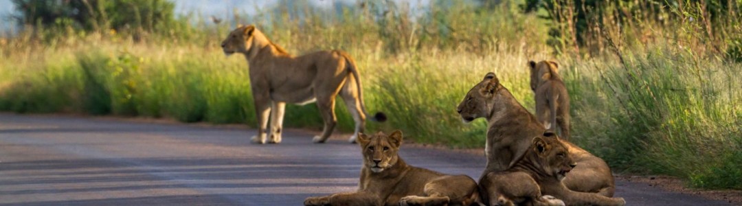 Malelane Rest Camp - Kruger National Park Package (2 nights)