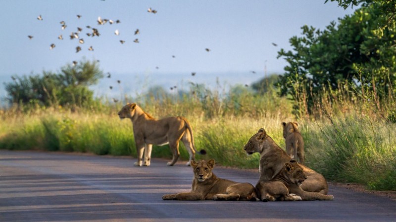 African lion in Kruger national park South Africa