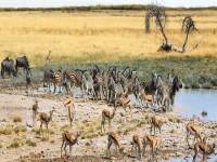 Large group of animals standing near a very pretty waterhole scene with the vast open flat Etosha Pan in the distance. There are Zebra Wildebeest and Springbok all standing close to each other banner iStock 1442944422