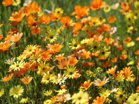 Orange and yellow wild flowers in Namaqualand in South Africa shutterstock 600752480