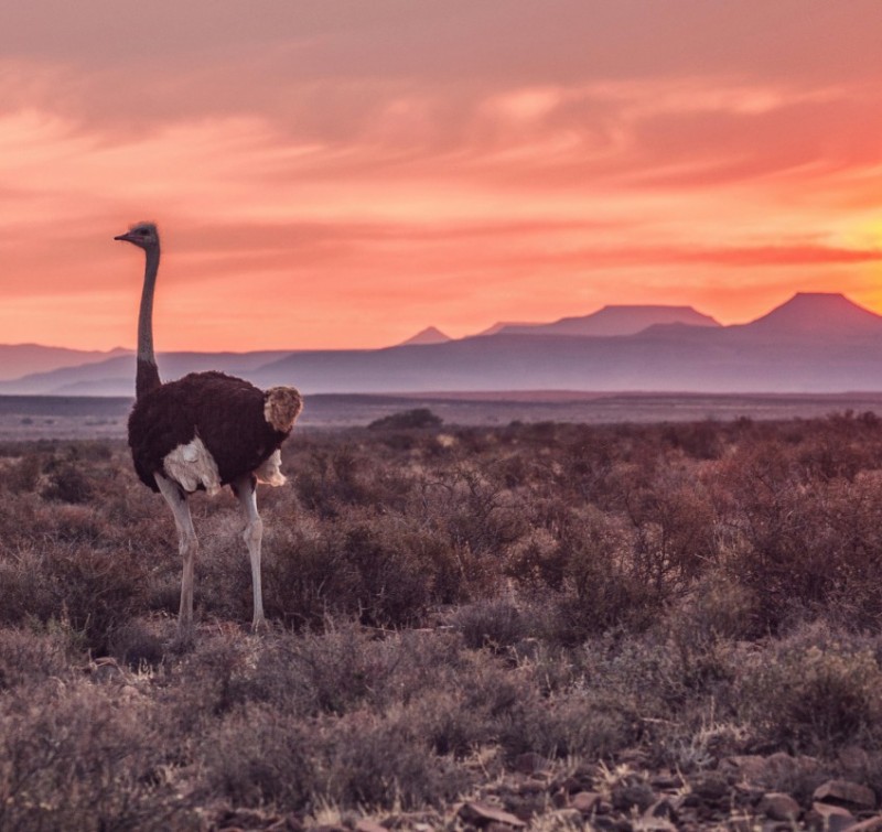 Oudtshoorn Ostriches 2