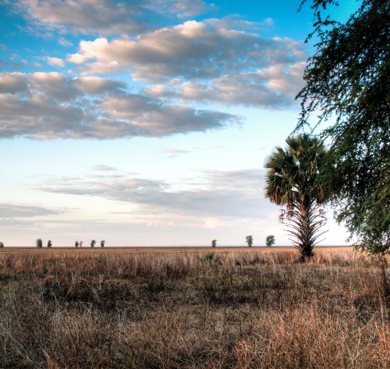 Explore Gorongosa National Park | Blog | Thompsons Holidays