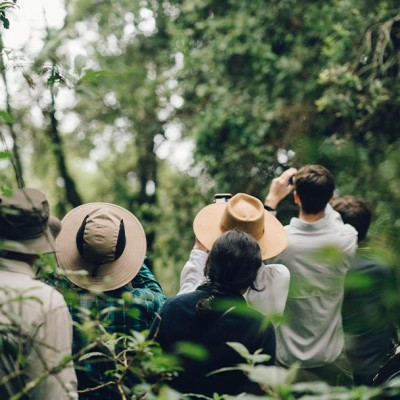 Gorilla trekking experience