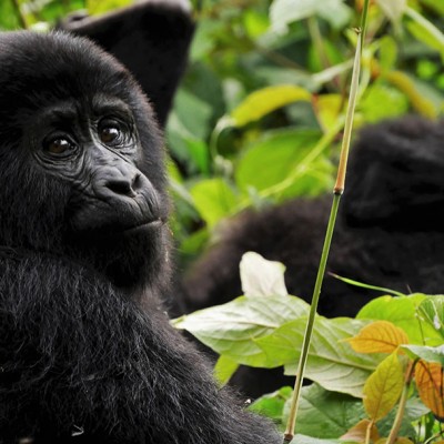 Young mountain gorilla