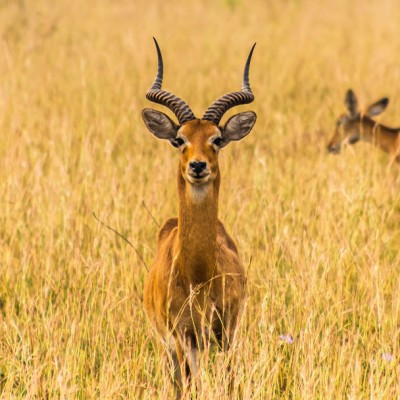 Antelope at Murchison Falls National Park