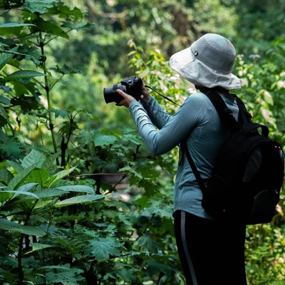 Gorilla trekking