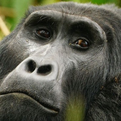 Silverback mountain gorillas