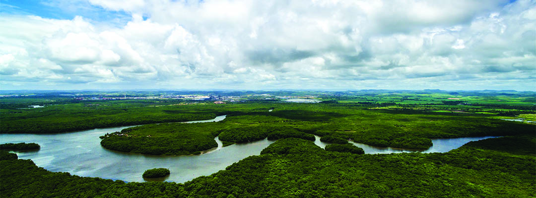 The Amazon