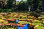 Beautiful mega water lilies Victoria Amazonica in Pamplemousses Boticanal Gardens Mauritius iStock 1170278447