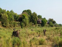 Elephant Walk Retreat elephants infront of retreat baner v2