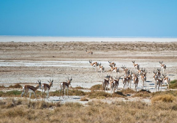 Etosha Village - Namibia Package ( 2 Nights)