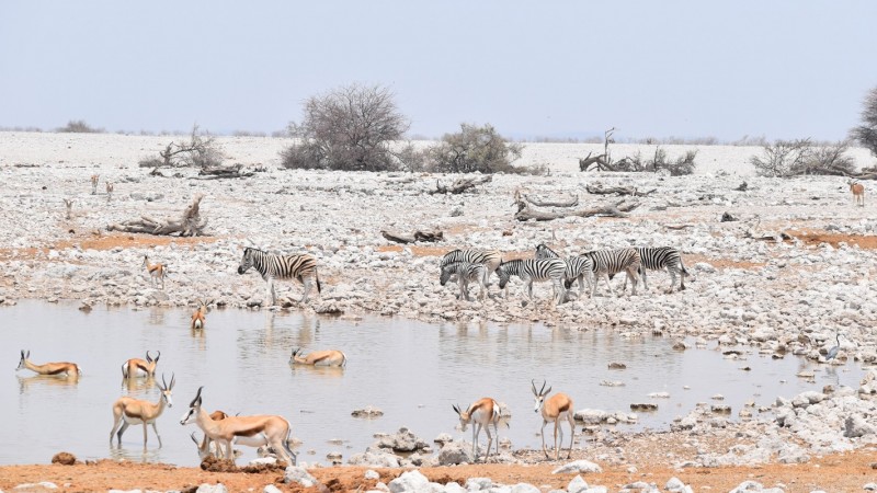 Etosha