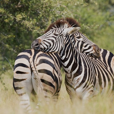 Zebra, Kruger Park