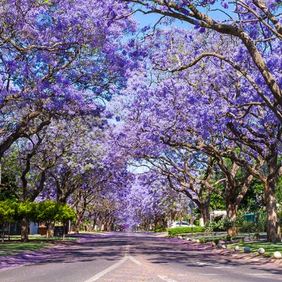 Jacaranda trees in Pretoria