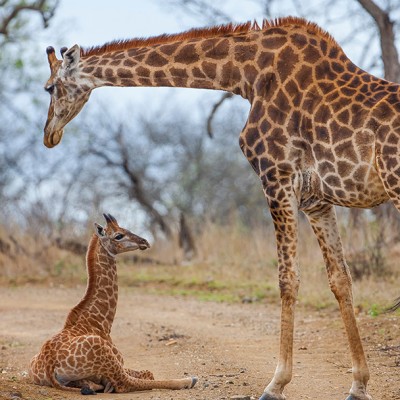 Giraffe in the Kruger National Park