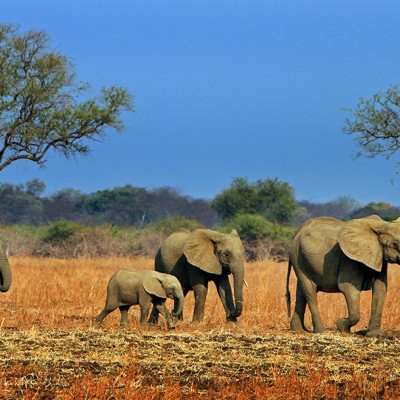 Elephant in Madikwe Game Reserve