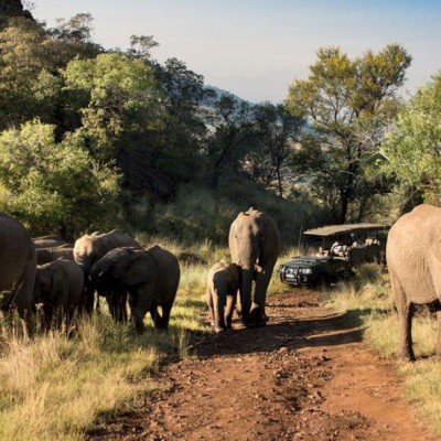 Game Drive