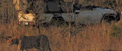 5* Hamiltons Tented Camp - Kruger National ParkPackage (2 Nights)
