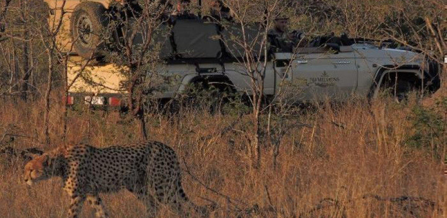 5* Hamiltons Tented Camp - Kruger National ParkPackage (2 Nights)