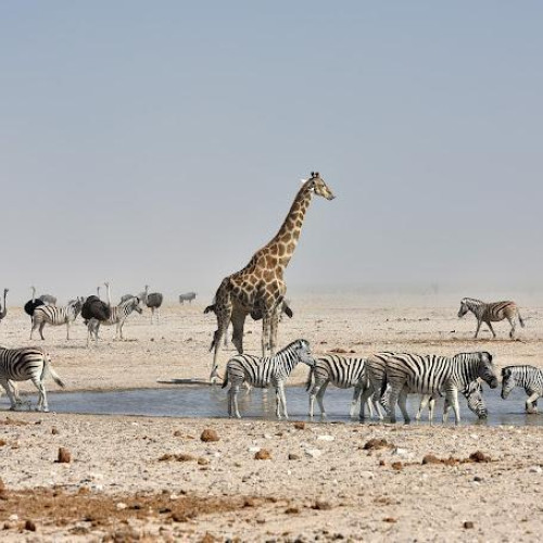 Namibia's Northern Escape Package (4 Nights)