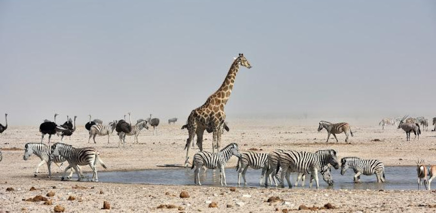 Namibia's Northern Escape Package (4 Nights)