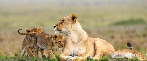 6 Days Maasai Mara Safari by Road - Acacia Safari Package (5 Nights)