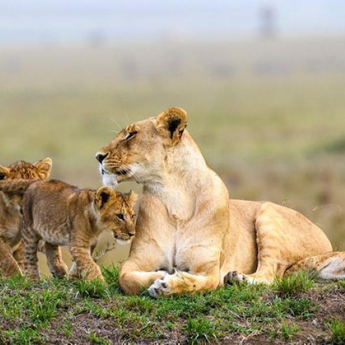 6 Days Maasai Mara Safari by Road - Acacia Safari Package (5 Nights)
