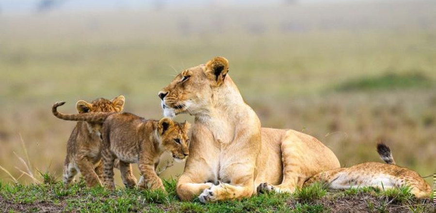 6 Days Maasai Mara Safari by Road - Acacia Safari Package (5 Nights)