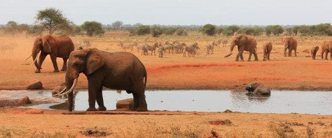 Mombasa Beach & Tsavo Bush - Kenya Combo (7 Nights)