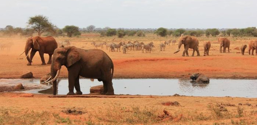 Mombasa Beach & Tsavo Bush - Kenya Combo (7 Nights)
