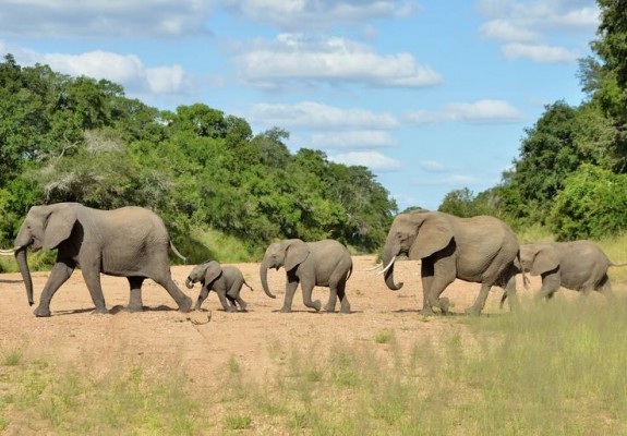 5* Imbali Safari Lodge - Kruger National Park Package (3 Nights)