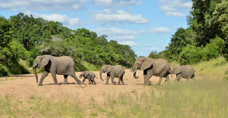 5* Imbali Safari Lodge - Kruger National Park Package (3 Nights)