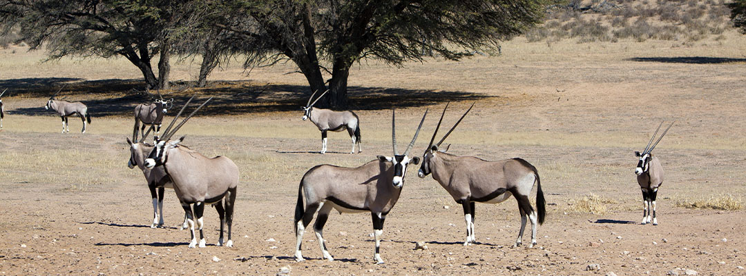 Kgalagadi