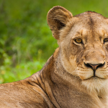 Kruger National Park