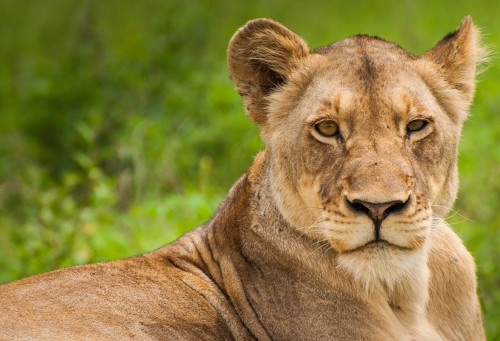 Kruger National Park