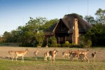 Kruger Park Lodge Chalet Exterior with Impala 7 1920x1080