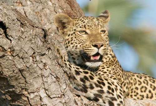 Limpopo