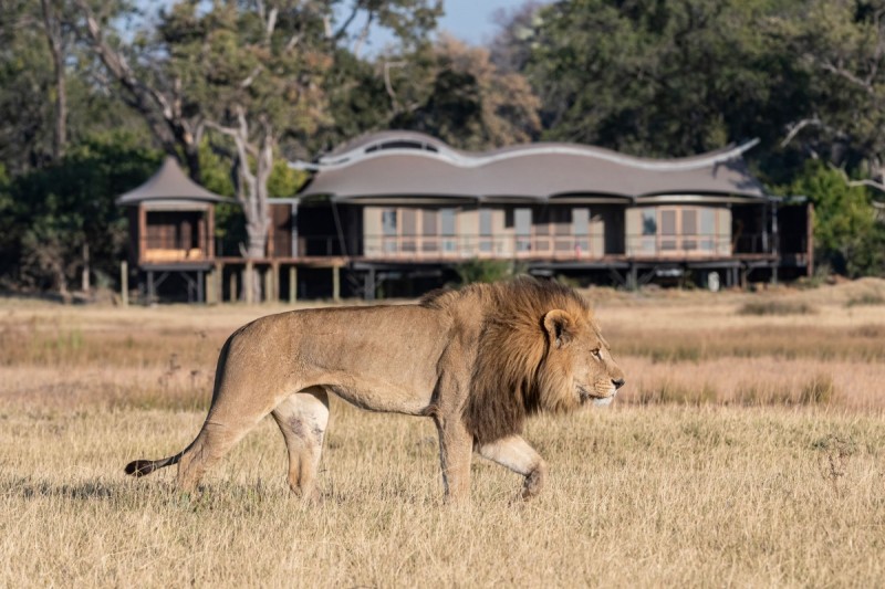 Xigera Safari Lodge Lion roaming