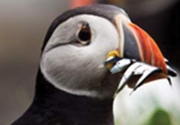 Mull, Iona, Staffa and Puffin Guided Tour 5 Nights/ 6 Days  - Scotland Package