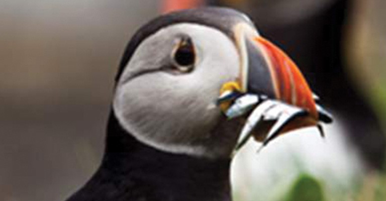 Mull, Iona, Staffa and Puffin Guided Tour 5 Nights/ 6 Days  - Scotland Package