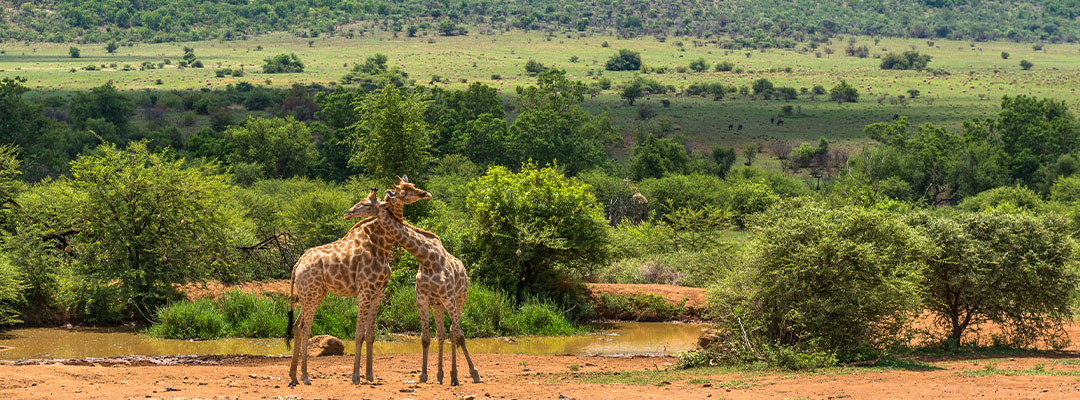 Pilanesberg