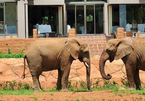 4* African Hills Safari Lodge & Spa - Magaliesburg Packages (2 Nights)