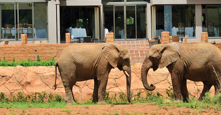 4* African Hills Safari Lodge & Spa - Magaliesburg Packages (2 Nights)