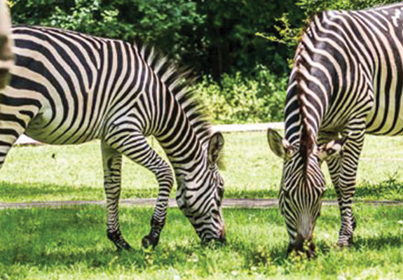 4* Avani Victoria Falls Resort - Livingstone Family Package (3 Nights )