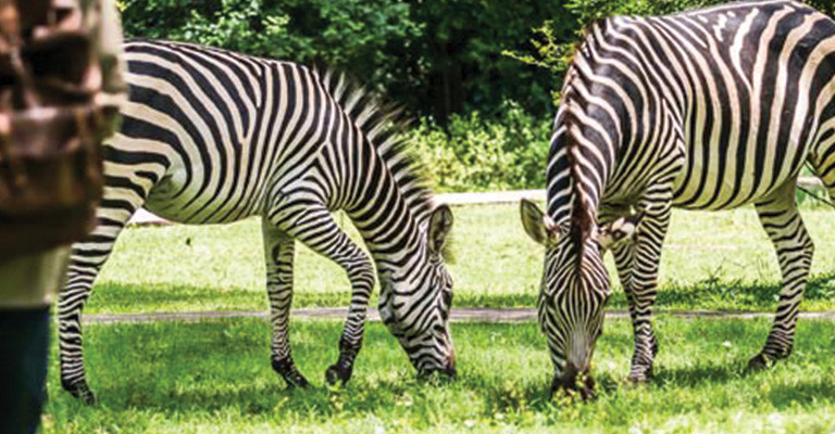 4* Avani Victoria Falls Resort - Livingstone Family Package (3 Nights )