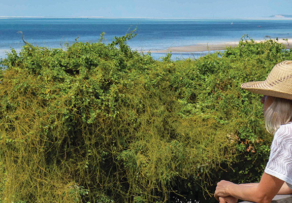 4* Bahia Mar Boutique Hotel- Mozambique Package (5 Nights)