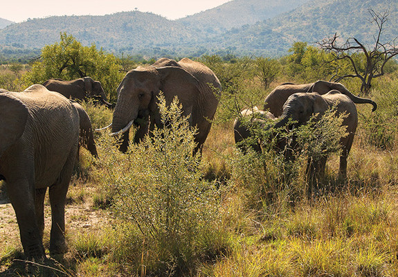 4* Bakubung Bush Lodge - Pilanesburg National Park Package (2 Nights)