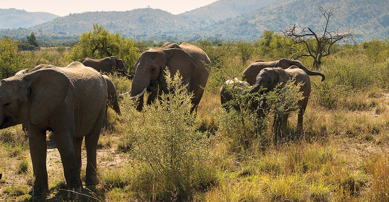 4* Bakubung Bush Lodge - Pilanesburg National Park Package (2 Nights)
