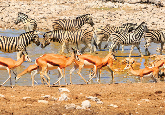 4* Etosha Village Fly-In Package (4 Nights)